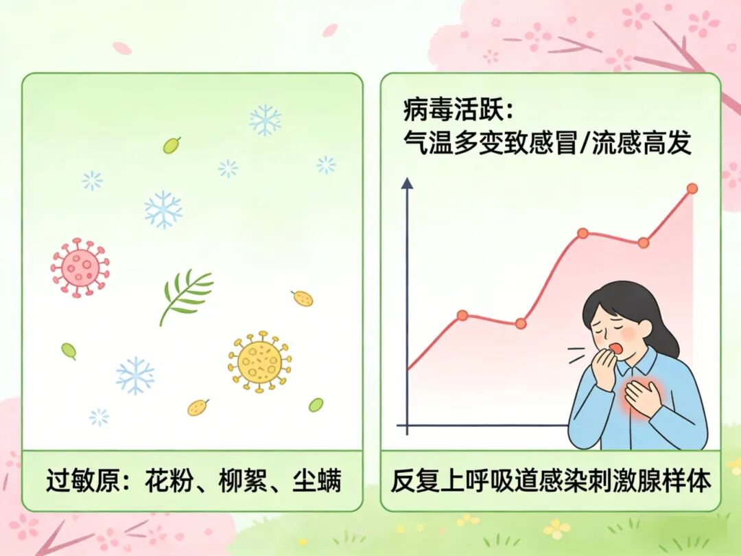 花粉+病毒双重暴击！春天为何是腺样体肥大高发期？